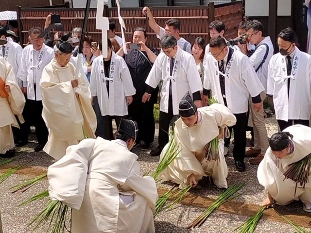 出雲大社の涼殿祭で、宮司の歩く前に敷かれた真菰の草。宮司が真菰を踏むと、真菰は神聖なものに変わる。