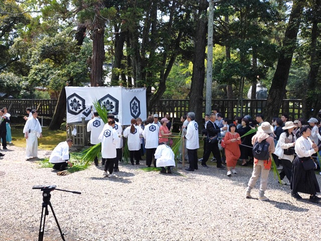 出雲大社の涼殿祭で、宮司が踏んだ真菰を求めて、集まる観覧者たち