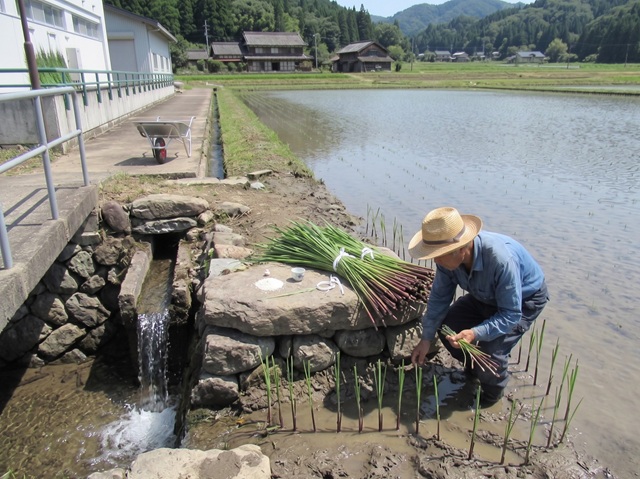 出雲大社の涼殿祭で、手に入れた真菰の草を、稲作の田んぼの四つ角に植栽している様子。これにより五穀豊穣になると伝えられている。