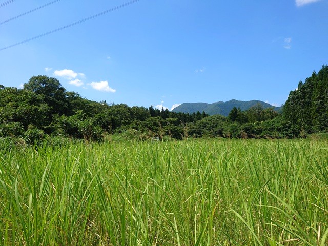 気仙沼の自然豊かな環境で育てられている真菰の様子。