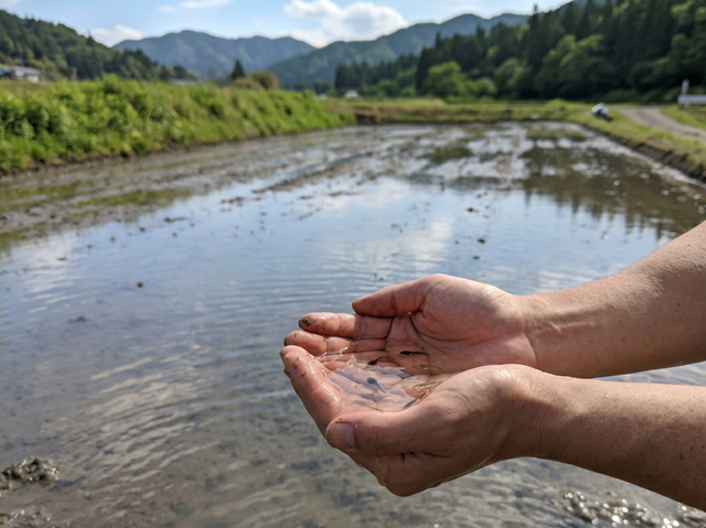 自然豊かな環境の水と土の様子
