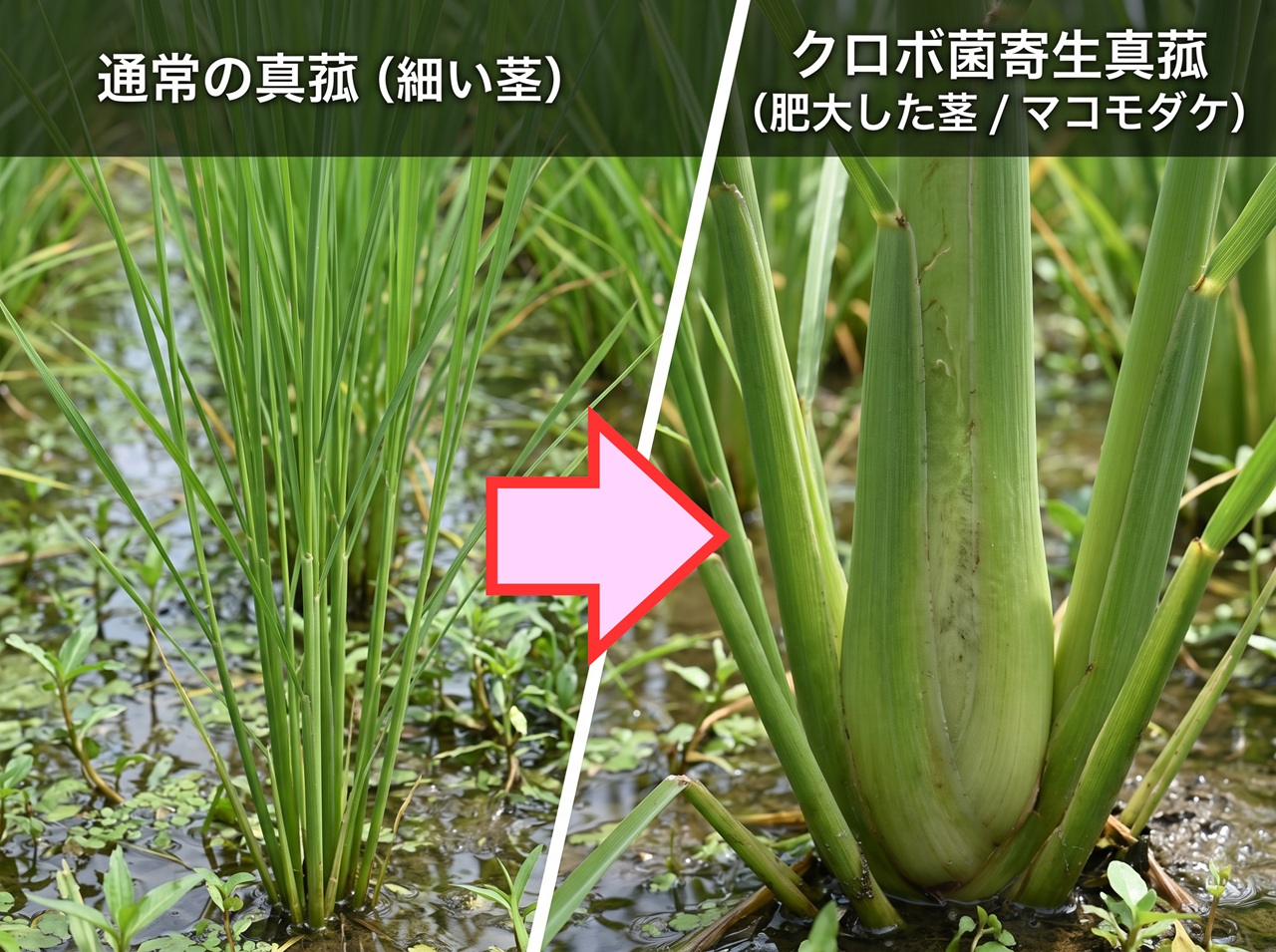 クロボ菌に感染して茎が肥大化する真菰