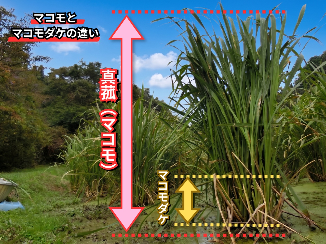 真菰とマコモダケの違いがわかる図